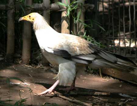 GWvgnQV