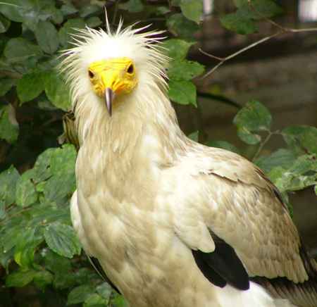 GWvgnQV