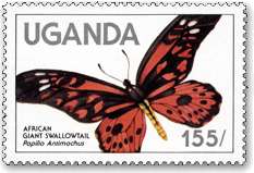 ドルーリーオオアゲハ