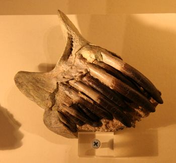 �f�B�v���h�N�X�̎�