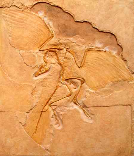 A[PIveNX