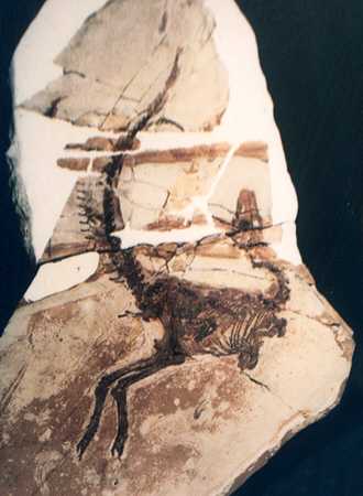 �V�m�T�E���v�e���N�X