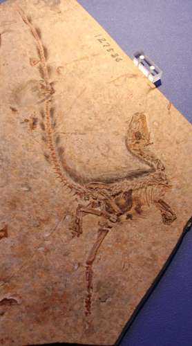 �V�m�T�E���v�e���N�X