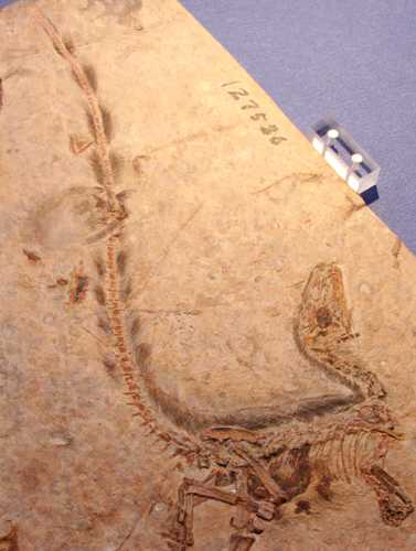 �V�m�T�E���v�e���N�X