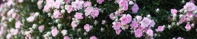 DSC_5188.jpg