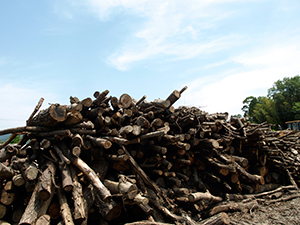 薪に適した木材を集めます。