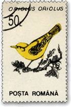 ニシコウライウグイス