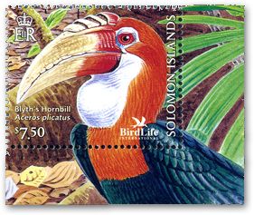 パプアシワコブサイチョウ - eBird