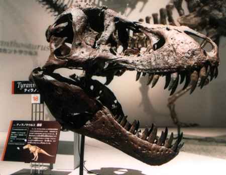 �e�B���m�T�E���X