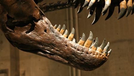 �e�B���m�T�E���X