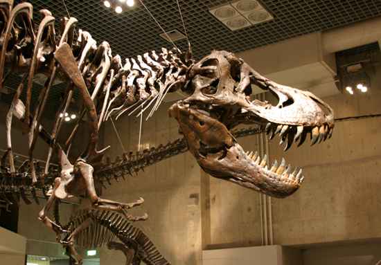 �e�B���m�T�E���X